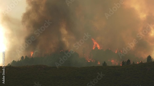 Immense wildfire destroying a pine forest in spain. The large flames create a huge column of smoke that pollutes the atmosphere