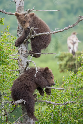 Cuadro en lienzo Two Brown Bear cubs in spruce tree with an immature bald eagle in the background