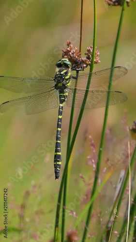 Golden-ringed Dragonfly Resting on Soft Rush