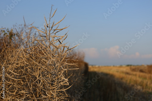 Foto Dry rapeseed seed pods on a branch against a harvested canola field under blue s