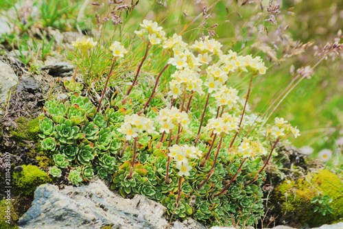 Bild auf Leinwand Saxifraga paniculata also known as livelong saxifrage, lime-encrusted saxifrage,