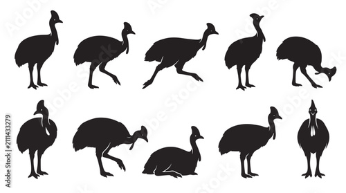 Flightless bird species vector set. Ostrich, emu, rhea, cassowary, and kiwi poses. Black silhouette illustrations for educational materials.