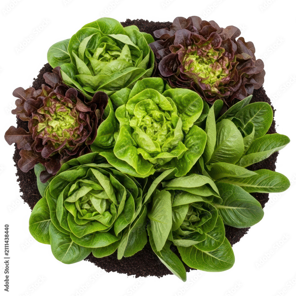 Obraz premium Fresh green leafy vegetable salad close-up