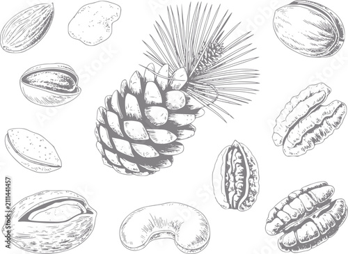 Canvastavla Dibujo a mano de varias nueces y una piña sobre un fondo blanco