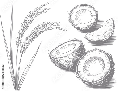 Canvastavla Dibujo a mano de tallos de arroz y cocos, simbolizando la cosecha tropical