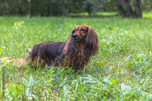 Принти на полотні Long-haired dachshund standing alert in tall green grass in a public park during a summer day