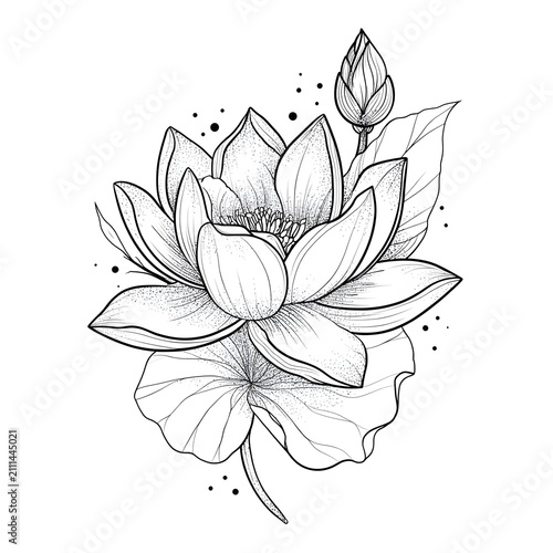 vector illustration of lotus flower
