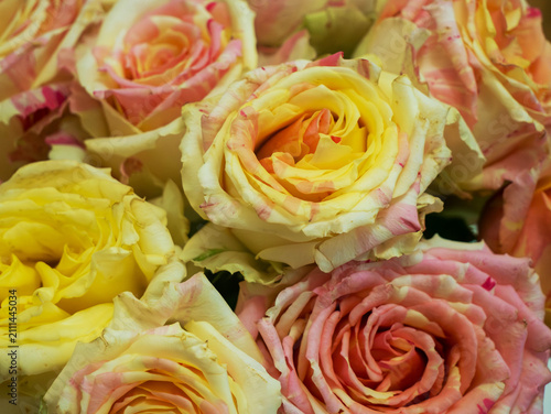 Canvastavla Macro close up of fresh pink and cream variegated roses with striped petals