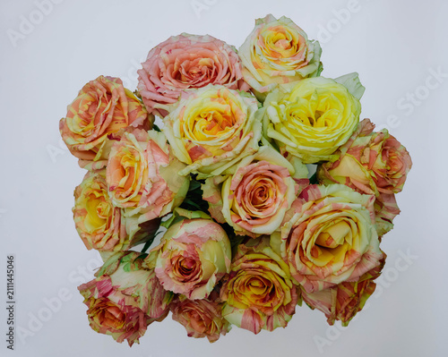 Fotografie Macro close up of fresh pink and cream variegated roses with striped petals