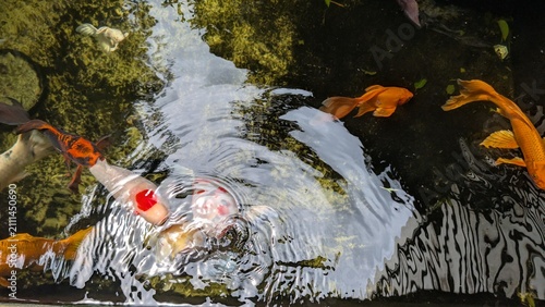 Fotografie Colorful koi fish and comet goldfish swimming in artificial pond, bright diverse colors, detailed scales