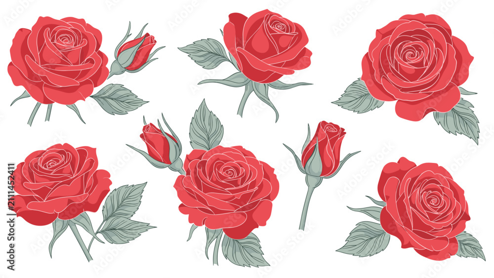 Obraz premium Beautiful red roses in full bloom and as buds with green leaves isolated on a white background for romantic floral compositions.