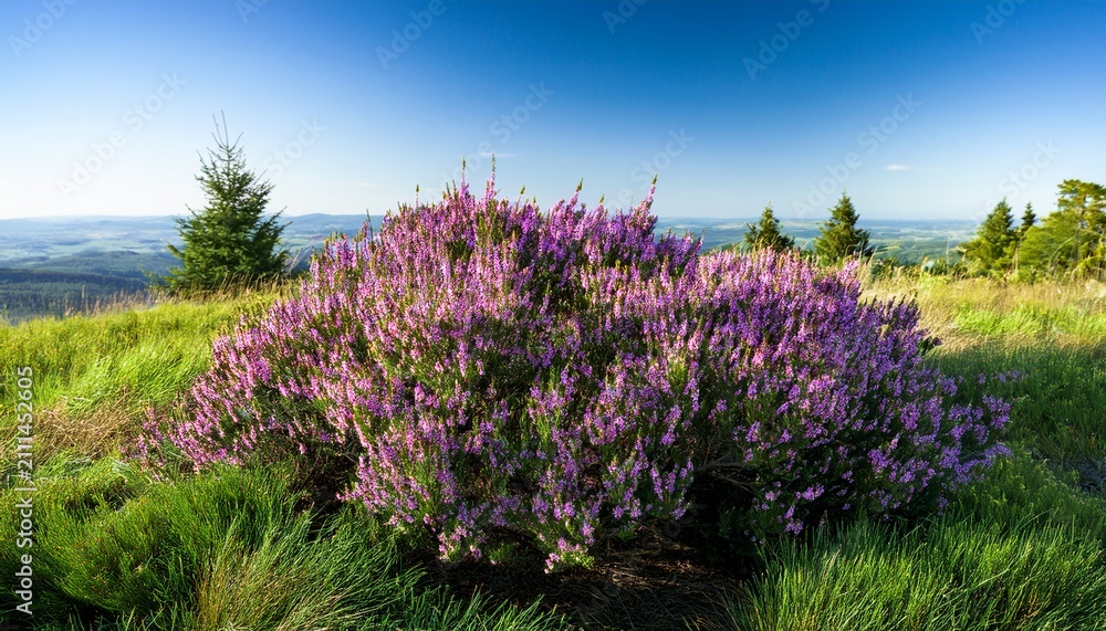 Obraz premium Beautiful Green Bush Of Heather With Purple Flowers