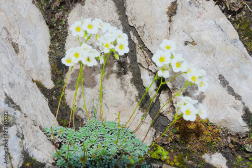 Bild auf Leinwand Saxifraga caesia commonly known as blue green saxifrage