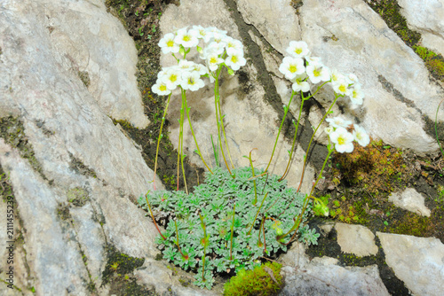 Bild auf Leinwand Blue green saxifrage on limestone rocks - Scientific name: Saxifraga caesia