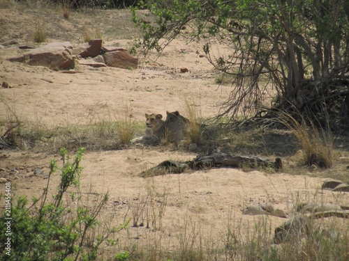 Foto Leoa descansando em área seca de savana sob a sombra de arbustos, cercada por vegetação rasteira e solo arenoso, cena de vida selvagem africana mostrando felino em habitat natural durante o dia