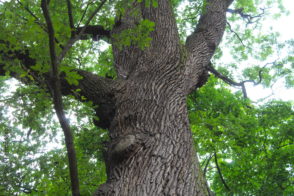 Fototapeta premium green oak tree, oak bark, green tree trunk texture, natural background