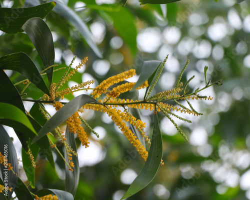 High-quality nature photography showcasing the delicate yellow flower clusters and curved leaves of the Earleaf Acacia plant.