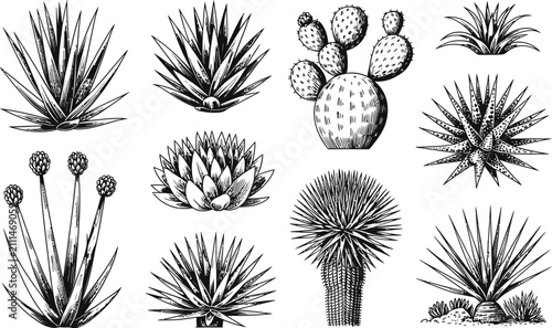 Minimalist cactus line art collection for design projects. Hand-drawn botanical vector illustrations of desert plants in black and white.