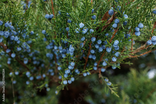 Fotografie Blue juniper berries growing on evergreen branch