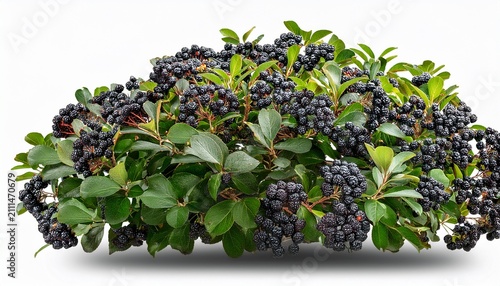 Aronia Melanocarpa Shrub Isolated On Transparent Background D Render