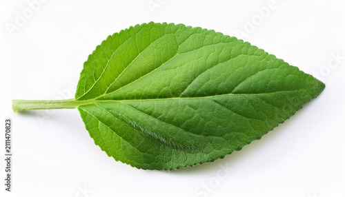 Boldo Leaf Green Plant Called Boldo Da Terra Plant Used To Make Tea And Medicinal Products Plant Isolated On White