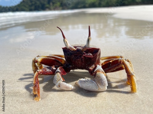 Quadro su tela Wild Horned Ghost Crab (Ocypode Ceratophthalmus) on Sandy Beach in Koh Phayam, R