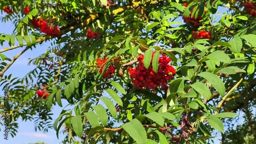 Bright Red Mountain Ash Rowan Berries Hanging on Tree Against Blue Sky