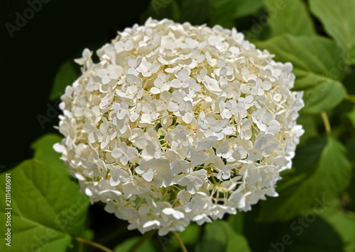 Beautiful white hydrangea flower