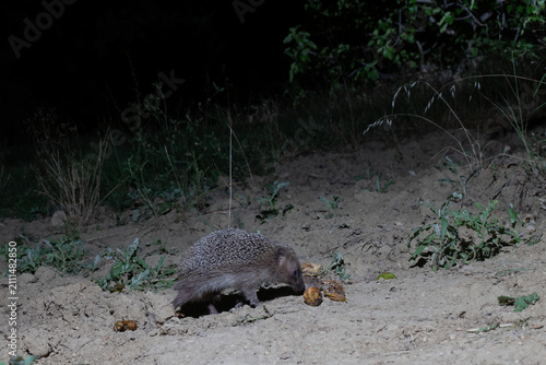 European Hedgehog (Erinaceus europaeus) Feeding on Fallen Figs (Ficus carica) at Night, Abruzzo, Italy