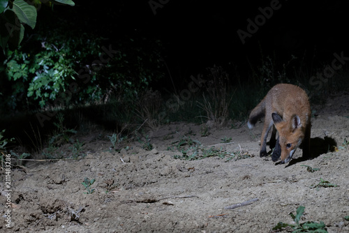 Young Red Fox (Vulpes vulpes) Foraging Under Fig Leaves (Ficus carica) at Night, Abruzzo, Italy