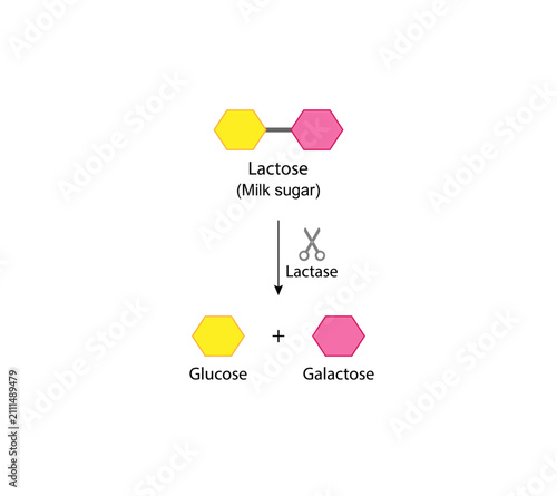 Cuadro en lienzo Lactose digestion