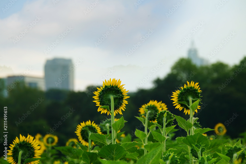 Obraz premium The summer sunflower field at Dix Park near downtown Raleigh, North Carolina