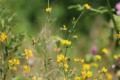 Fotografía Brimstone butterfly feeding on yellow wildflowers in a sunny meadow
