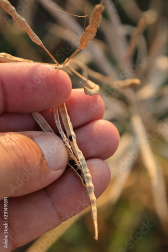 Принти на полотні Hand splitting open a dry rapeseed pod to reveal ripe black seeds at harvest tim