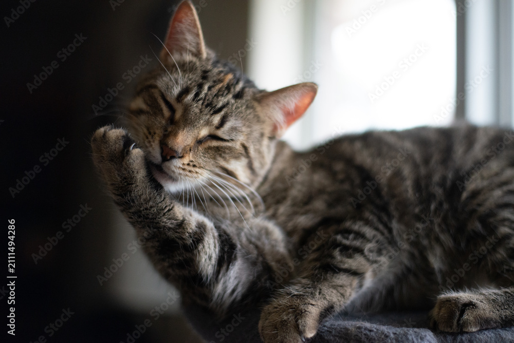 Fototapeta premium Tabby Cat Licking Paw and Grooming Near Window Light