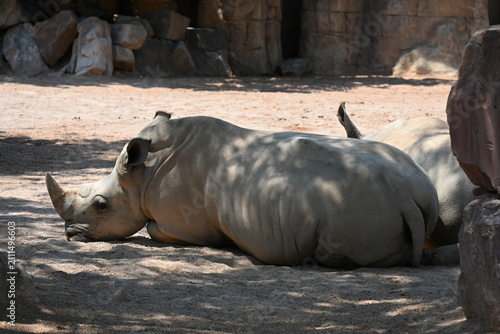 Принти на полотні white rhinoceros resting with cattle egrets in zoo, white rhinoceros resting on sandy ground with cattle egrets nearby in a modern zoo habitat