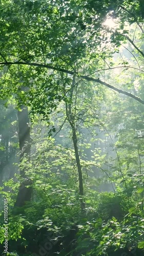 Sunbeams shining through misty green forest canopy