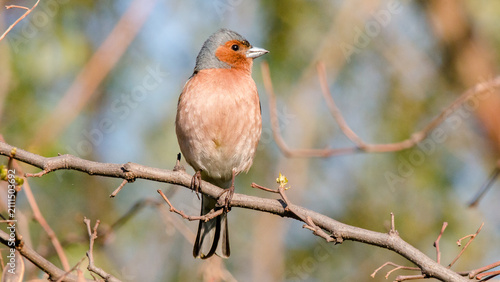Foto robin on a branch