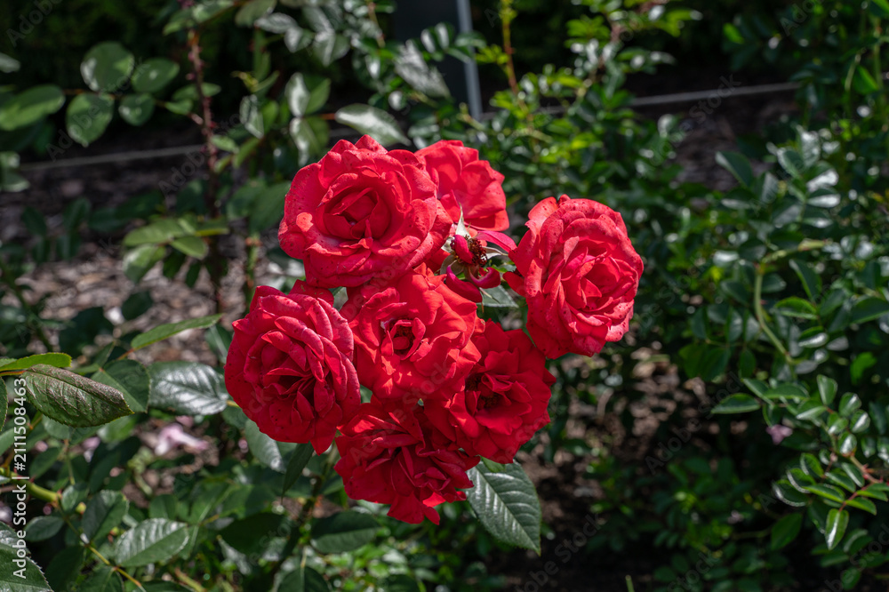 Fototapeta premium Pink rose in the garden
