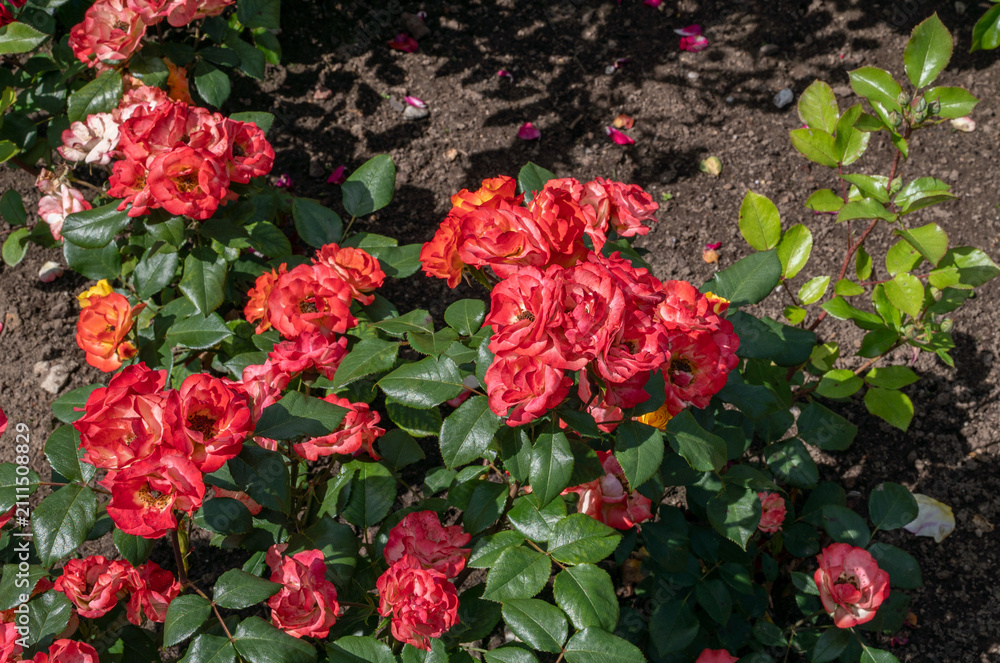 Fototapeta premium Red rose in garden