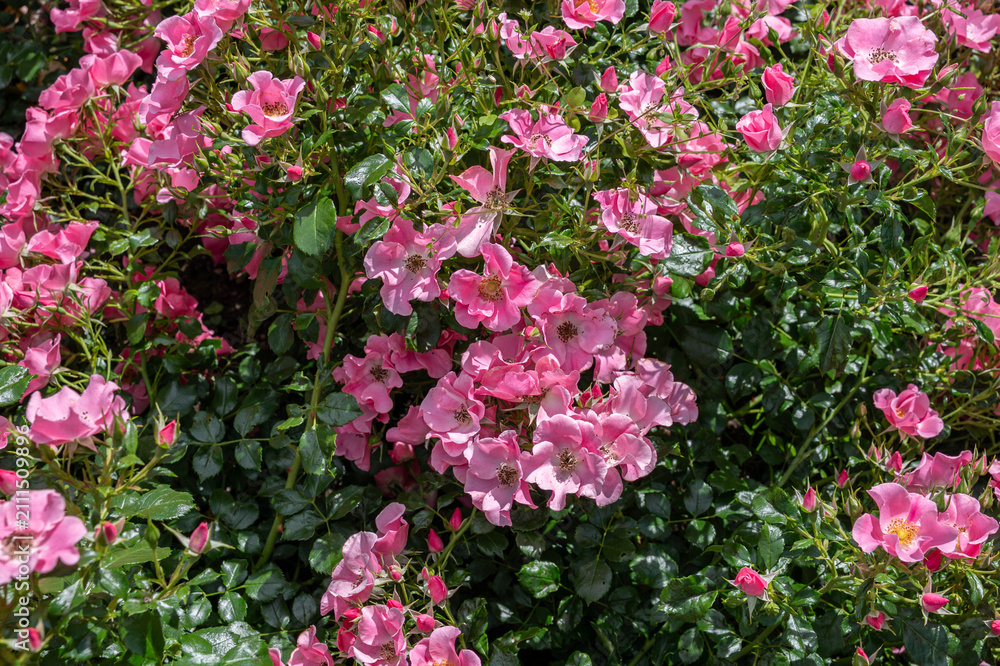 Fototapeta premium Pink roses in the garden