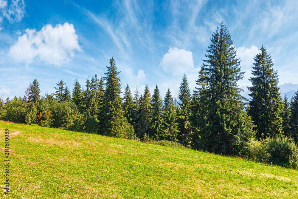Fototapeta premium landscape with coniferous forest in summer. scenic view of mountain landscape in poland. spruce trees on a grassy alpine meadow. clouds on the blue sky above the ridge