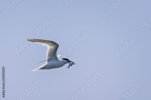 Close up of a Sandwich Tern with sand eel in beak flying over nesting colony at Cemlyn Nature Reserve, Anglesey, Wales in July 2026