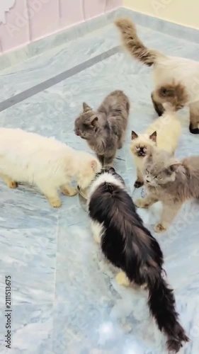 Multiple domestic cats sharing food from a bowl at home