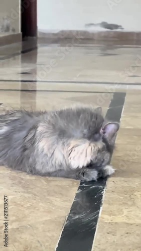 Adorable longhair cat grooming itself on the floor at home
