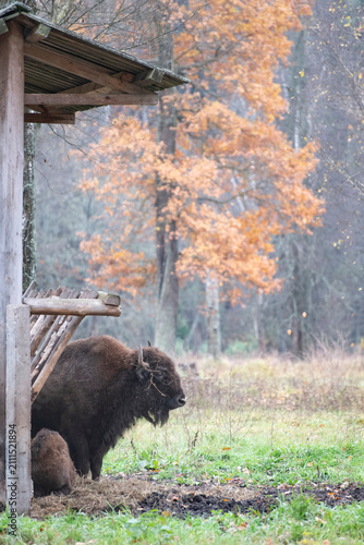 bison at manger
