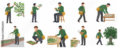 Obraz na płótnie Set of male farmer illustrations engaged in sericulture and mulberry leaf harvesting, featuring various poses like picking, inspecting, and sorting leaves