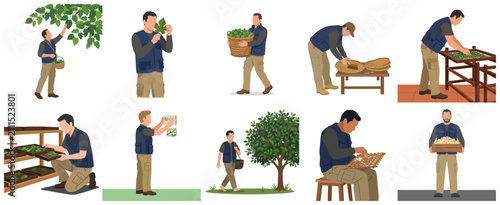 Bild auf Leinwand Silk Production Process Illustration Set Showing Worker Harvesting Mulberry Leav