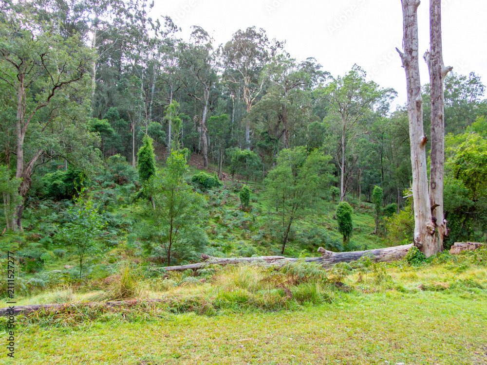 Obraz premium Photograph of trees and lush forestry in a remote campground in the Blue Mountains National Park in New South Wales, Australia