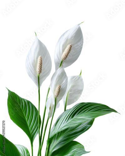 White peace lily spathiphyllum flowers with glossy green leaves isolated on transparent background